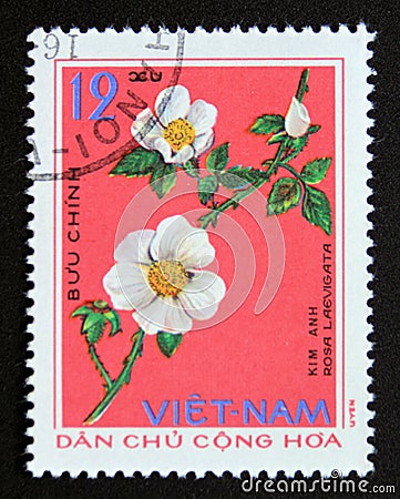 Postage stamp Vietnam, 1975. Rosa laevigata medicinal plant flower Editorial Stock Photo