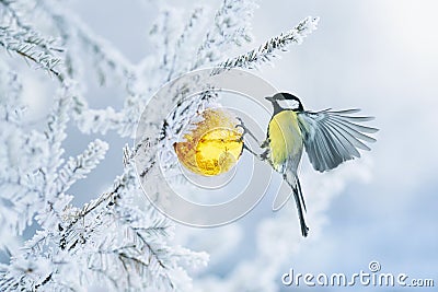 Beautiful postcard with bird tit flying have glass Golden festive globe hanging on branch Christmas tree winter in Park Stock Photo