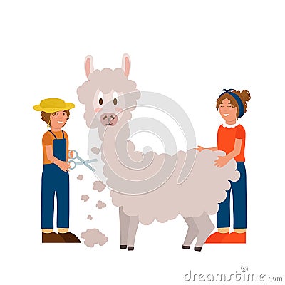 Postcard farm animals breeding by humans. Llama for wool working people cut and take care of. A farmer raises cattle. Colorful Vector Illustration