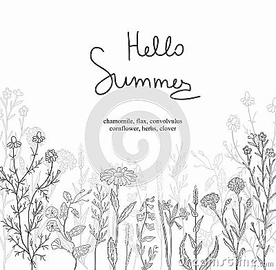 Postcard of a herbs and wild flowers. Black and white. Vector Illustration