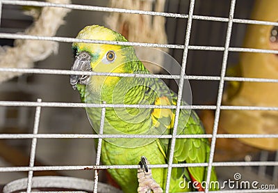 Postcard home amazon green with yellow crest red feathers sitting on a branch Stock Photo