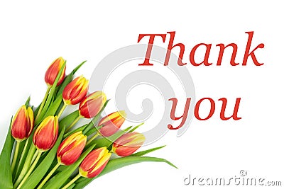 Postcard on it Red Yellow tulips on a White background and the text THANK YOU in Red letters. Stock Photo