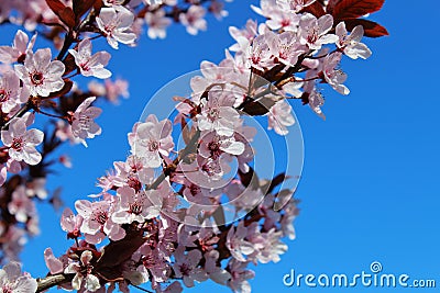 Postcard spring mood fruit bloom white flowers Stock Photo
