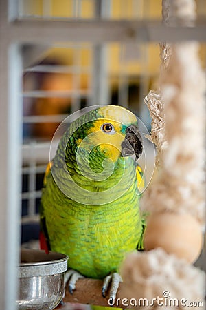 Postcard sweet parrot home amazon green in a cage Stock Photo