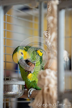 Postcard sweet parrot home amazon green with yellow crest red feathers sitting on a branch in a cage Stock Photo