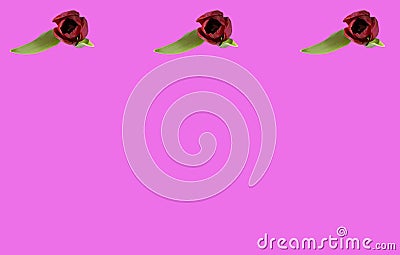 Postcard of tulips on a pink background, screensaver, abstraction of flowers Stock Photo