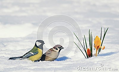 Postcard two birds, Sparrow and tit near bright beautiful spring Stock Photo