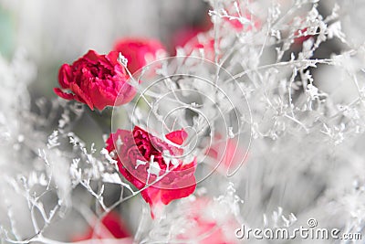 Postcard winter flowers. Snow-white thin elegant twigs and red carnations Stock Photo