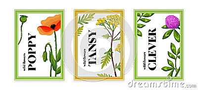 Postcards with wild flowers. Template of vector illustration with poppies, tasty, clover Vector Illustration