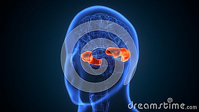 3d illustration of human brain post central anatomy. Stock Photo