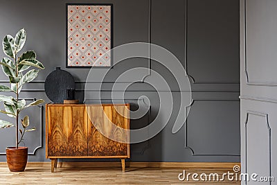 Poster above wooden cabinet next to ficus in living room interior with grey wall with molding. Real photo Stock Photo