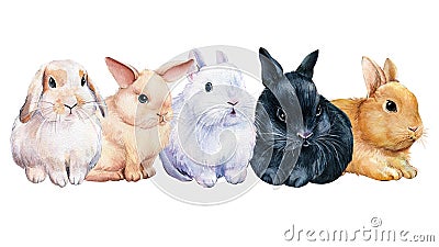 Poster with bunnies on an isolated white background, painted with watercolor, fluffy rabbit, picture in the nursery Cartoon Illustration