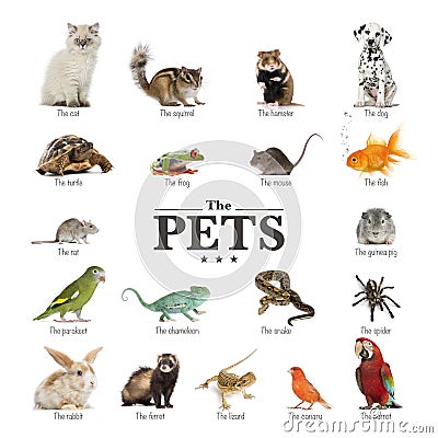 Poster of pets in English Stock Photo