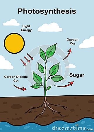 a poster of photosynthesis cycle Cartoon Illustration