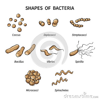Poster shapes of bacteria on white background Vector Illustration