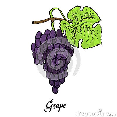 Poster of vector coloured calligraphy red grape Vector Illustration