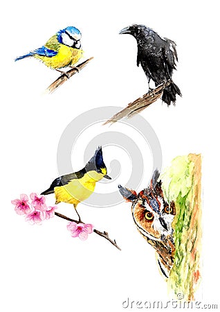 Poster with watercolor drawings. birds on a branch: tit, crow, owl Stock Photo