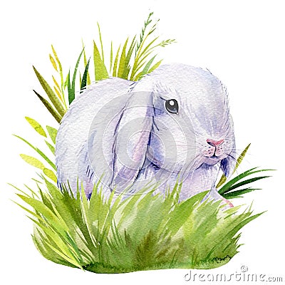 Poster with white bunnies in the grass on an isolated background, painted with watercolor, fluffy rabbit, easter picture Cartoon Illustration