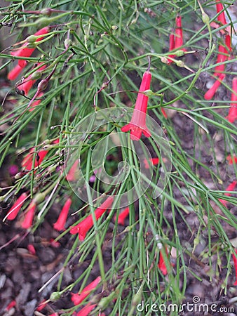 Posterazzi Russelia Firecracker Flowers Stock Photo