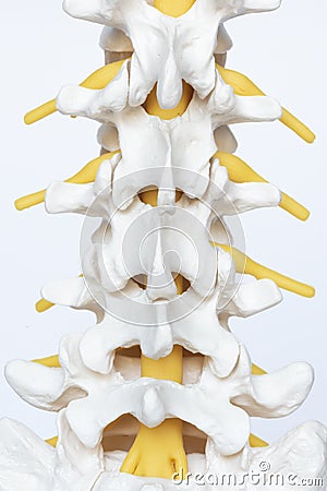 Posterior view of lumbar spine model Stock Photo