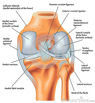 Posterior view of the right knee in extension Vector Illustration