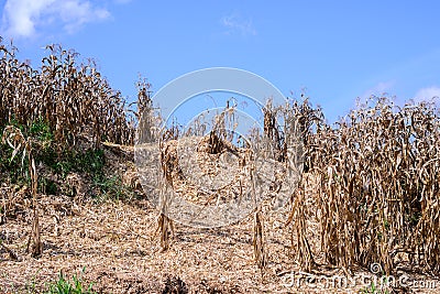 Postharvest dried corn field with blue sky Stock Photo