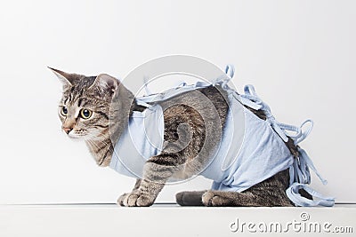 Postoperative bandage on a cat after a cavitary operation Stock Photo