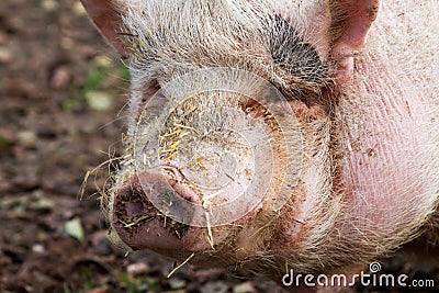 Pot-bellied pig Stock Photo