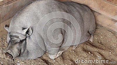 Pot-bellied pig farm and petting zoo Stock Photo