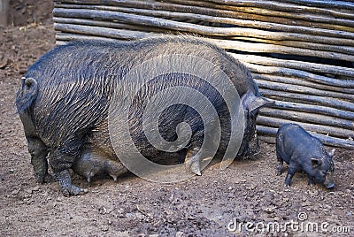 Pot-bellied Pig and Infant 02 Stock Photo