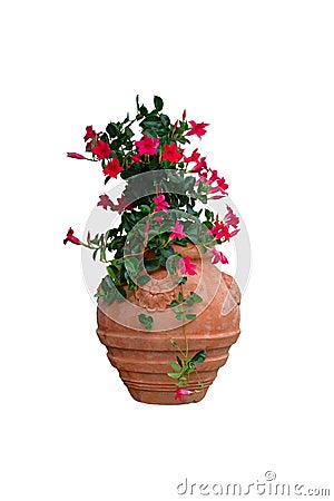 Pot with bush of blooming climbing plant for landscape design. Mandevilla. Bush with pink flowers in clay flower pot, isolated on Stock Photo