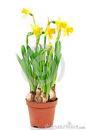 Pot of daffodils Stock Photo
