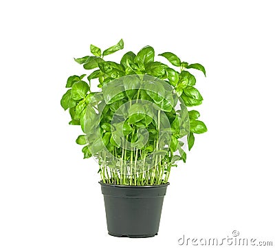 Fresh basil plant Stock Photo