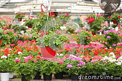 Pot with geraniums for sale in the greenhouse in the spring Stock Photo