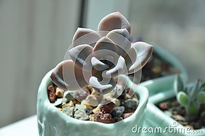 A pot of green and old succulents planted at home Stock Photo
