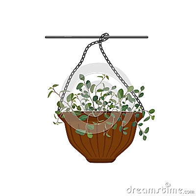 Pot hanging with potted flowers Tradescantia isolated on white background Cartoon Illustration