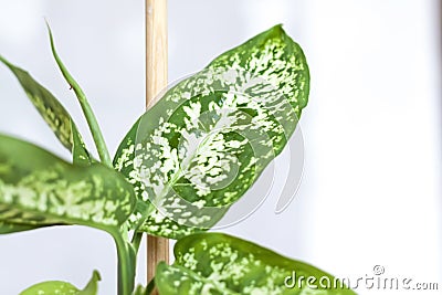 Pot with a home plant on the background of an untreated wall. Home or room decorations. Dieffenbachia or dumbcane in the pot Stock Photo