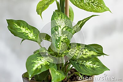 Pot with a home plant on the background of an untreated wall. Home or room decorations. Dieffenbachia or dumbcane in the pot Stock Photo