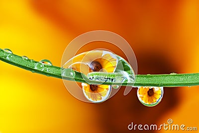 Pot marigold flower mirroring inside dew drops Stock Photo
