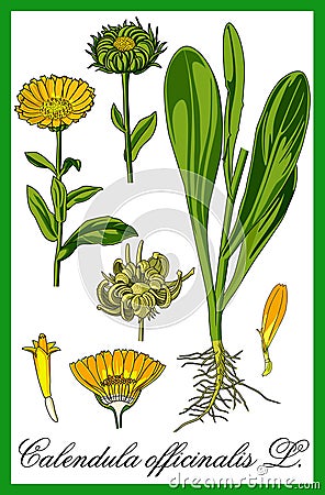 Pot marigold herbal illustration Vector Illustration