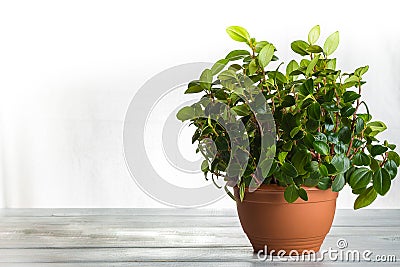 A pot with a peperomia pereskiifolia plant. Fashionable detail of a houseplant on a white background Stock Photo