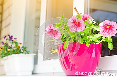A pot of pink petunias stands on the window, beautiful spring and summer flowers for home, garden, balcony or lawn, natural Stock Photo