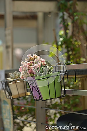 Plant flower cactus decoration art Stock Photo