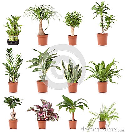 Pot plant house Stock Photo