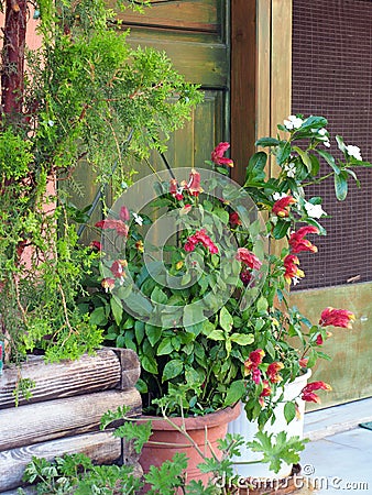 Pot Plants Near Faded Green Door Stock Photo