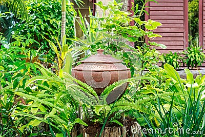 Pot and plants Stock Photo