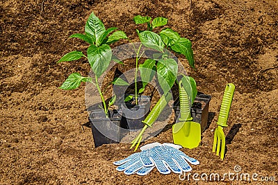 Pot with seedlings garden tools equipment gloves background bl Stock Photo