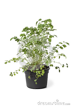 Pot with Small burnet plant Stock Photo