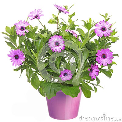 Pot with violet african daisy flower Stock Photo