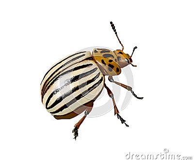 Potato beetle Cartoon Illustration